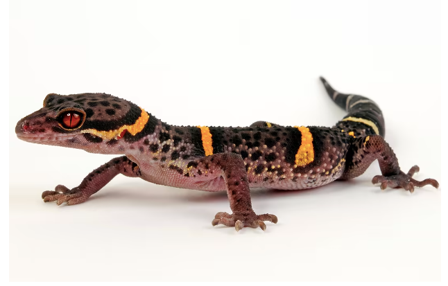 chinese cave gecko for sale chinese cave gecko for sale