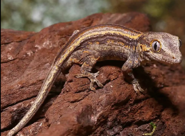 colored striped gargoyle gecko for sale colored striped gargoyle gecko for sale