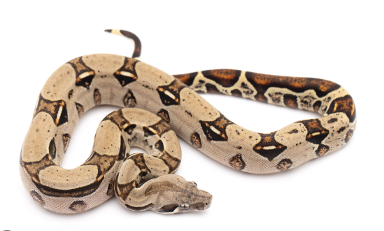 columbian red tail boa for sale columbian red tail boa for sale