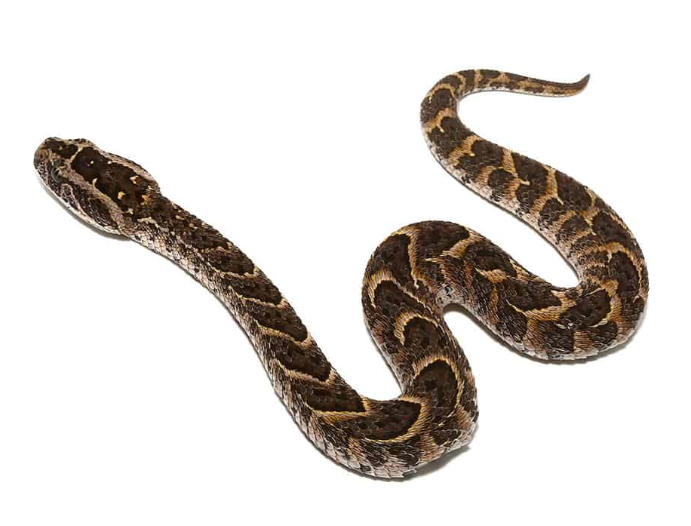 congo puff adder for sale congo puff adder for sale