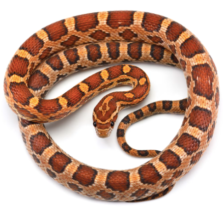 corn snake for sale corn snake for sale