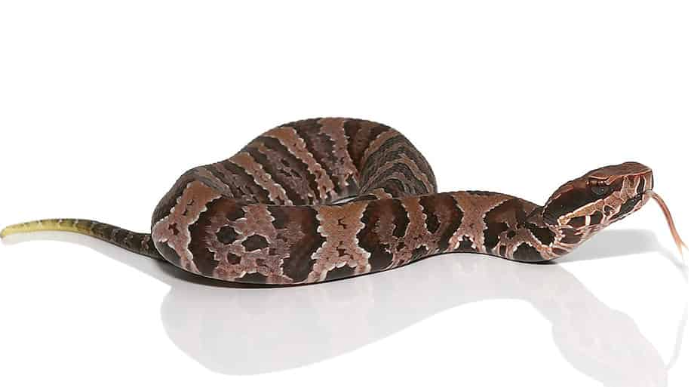 cotton mouth water moccasin for sale cotton mouth water moccasin for sale