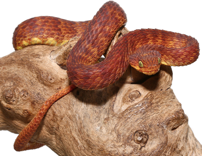 dark red squamigera bush viper for sale dark red squamigera bush viper for sale