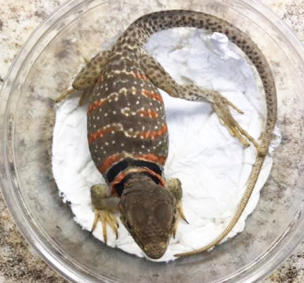 desert collared lizard for sale desert collared lizard for sale