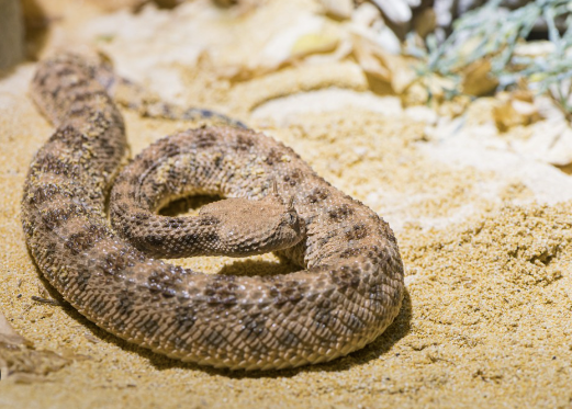desert horned viper for sale desert horned viper for sale