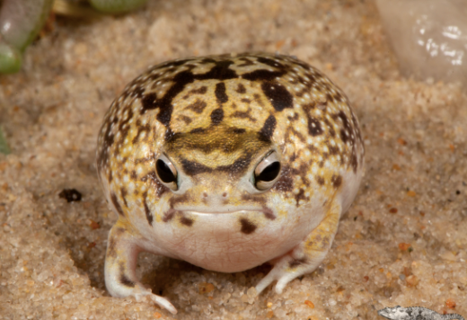 desert rain frog for sale desert rain frog for sale