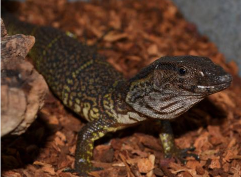 dumeril’s monitor for sale dumeril’s monitor for sale