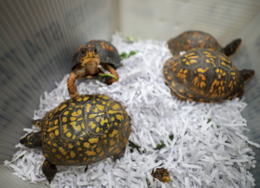 eastern box turtle for sale eastern box turtle for sale