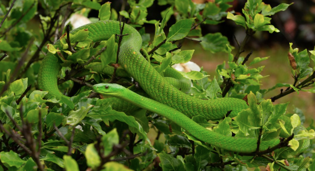 baby eastern green mamba for sale baby eastern green mamba for sale