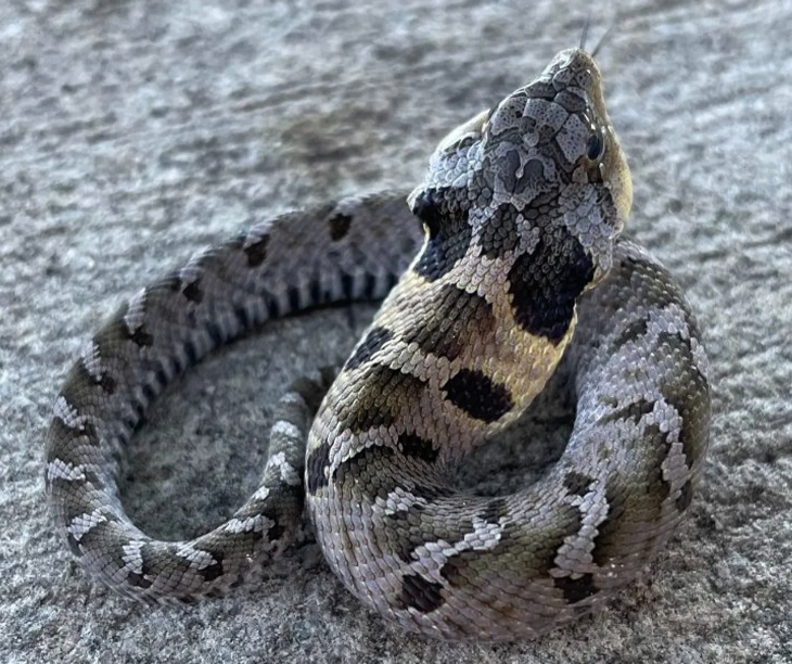 eastern hognose snake for sale eastern hognose snake for sale