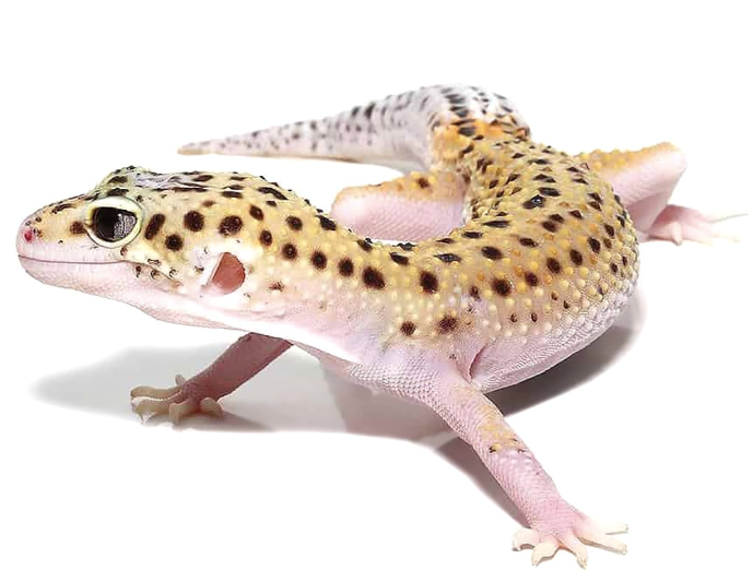 eclipse leopard gecko for sale eclipse leopard gecko for sale