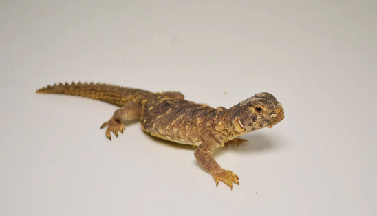egyptian uromastyx for sale egyptian uromastyx for sale