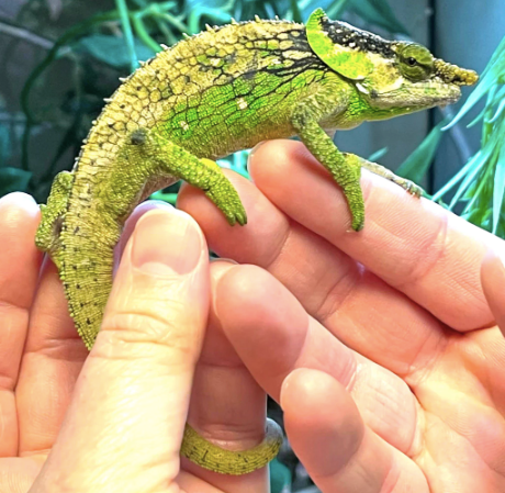 elephant ear chameleon for sale elephant ear chameleon for sale