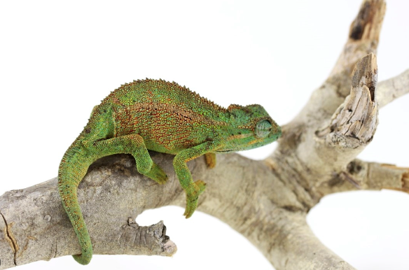 elliot’s chameleon for sale elliot’s chameleon for sale