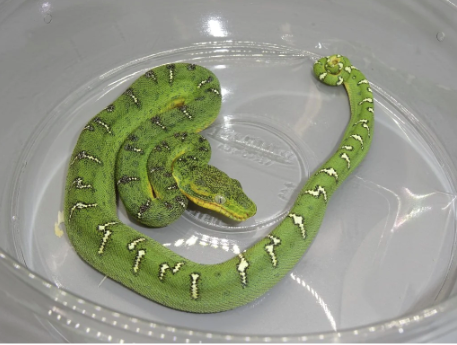 emerald tree boa for sale emerald tree boa for sale