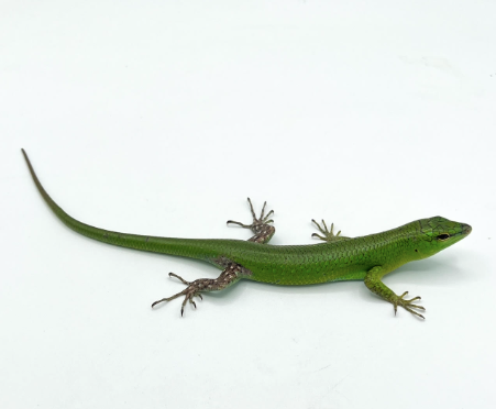 emerald tree skink for sale emerald tree skink for sale