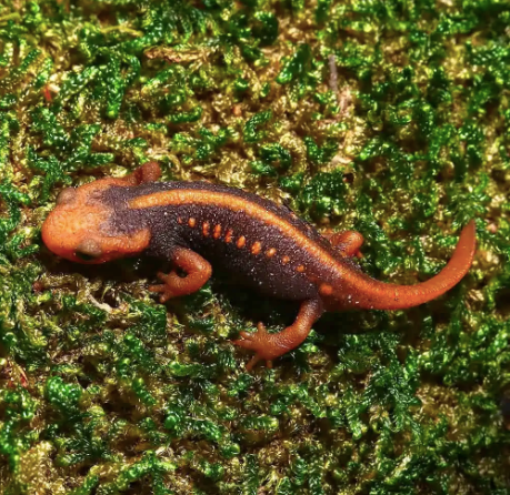 emperor newt for sale emperor newt for sale