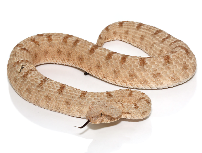 field’s horned viper for sale field’s horned viper for sale
