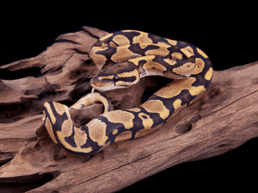 fire ball python for sale fire ball python for sale