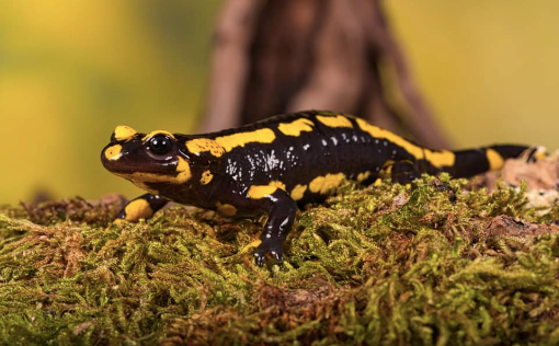 fire salamander for sale fire salamander for sale