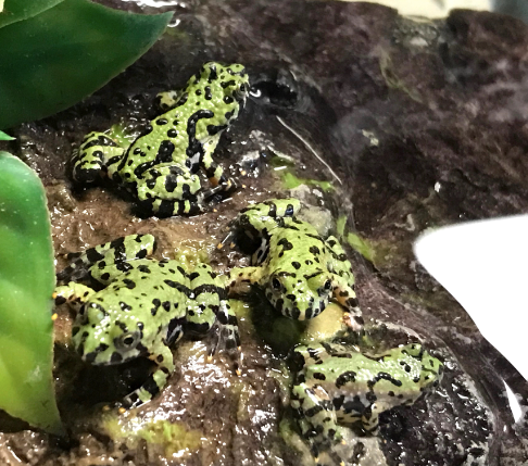 firebelly toad for sale firebelly toad for sale