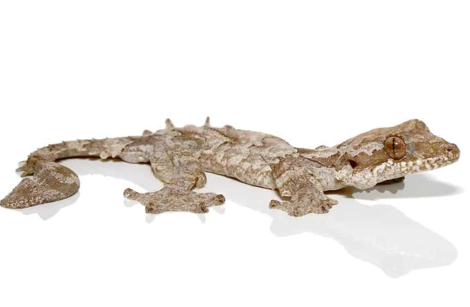 flying gecko for sale flying gecko for sale