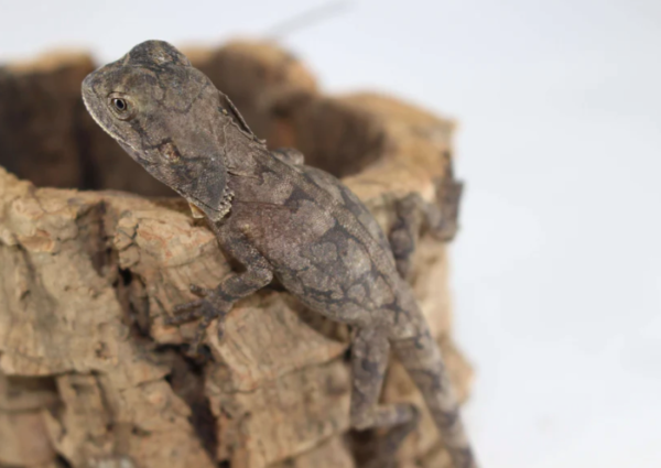 frilled dragon for sale frilled dragon for sale