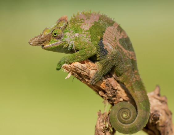 giant fischer’s chameleon for sale giant fischer’s chameleon for sale