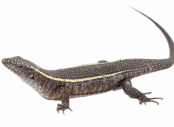 giant plated lizard for sale giant plated lizard for sale