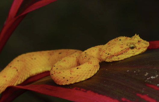 golden eyelash viper for sale golden eyelash viper for sale