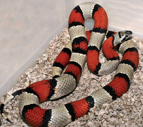 gray banded kingsnake for sale gray banded kingsnake for sale