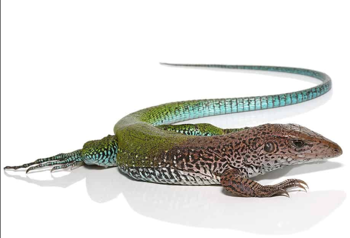 green ameiva for sale green ameiva for sale