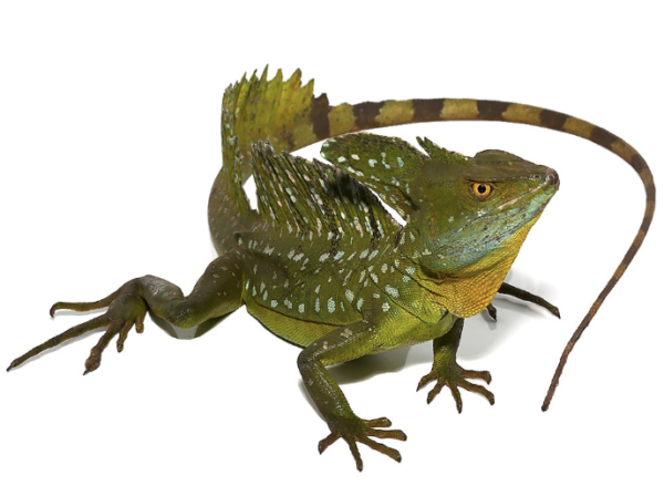 green basilisk for sale green basilisk for sale