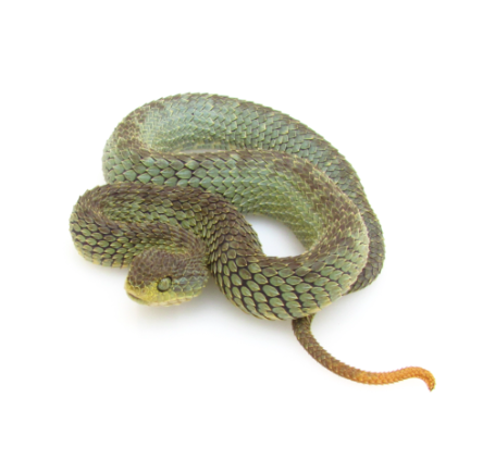 green squamigera bush viper for sale green squamigera bush viper for sale