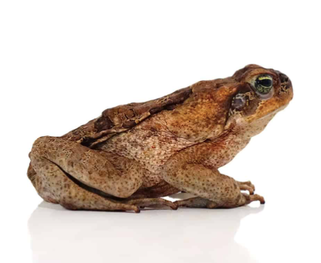 guyana giant marine toad for sale guyana giant marine toad for sale