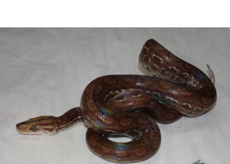guyana rainbow boa for sale guyana rainbow boa for sale