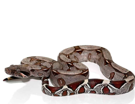 guyana red tail boa for sale guyana red tail boa for sale