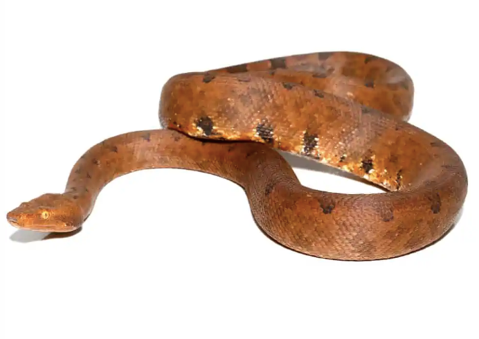halmahera ground boa for sale halmahera ground boa for sale