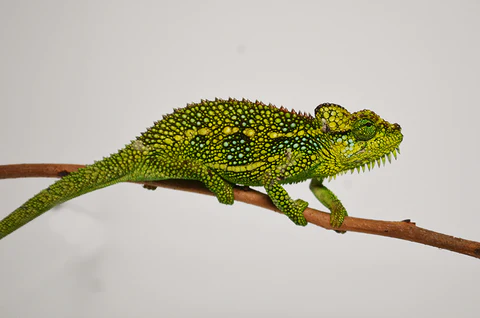 helmeted chameleon for sale helmeted chameleon for sale