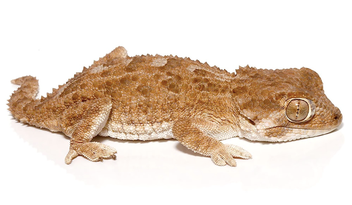 helmeted gecko for sale helmeted gecko for sale