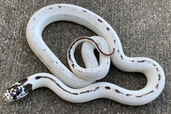 high white california kingsnake for sale high white california kingsnake for sale