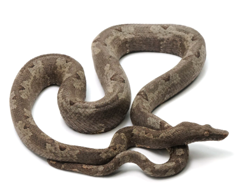indonesian tree boa for sale indonesian tree boa for sale