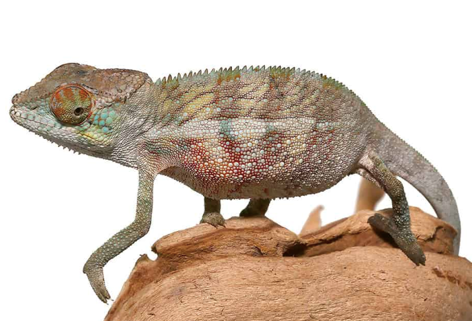 panther chameleon for sale panther chameleon for sale