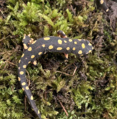 lake urmia newt for sale lake urmia newt for sale