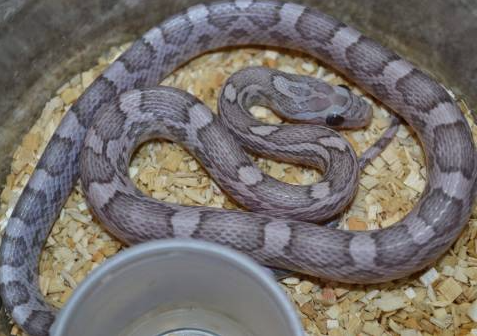 lavender corn snake for sale lavender corn snake for sale
