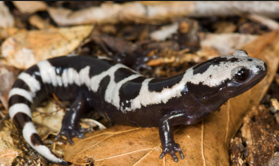 marbled salamander for sale marbled salamander for sale