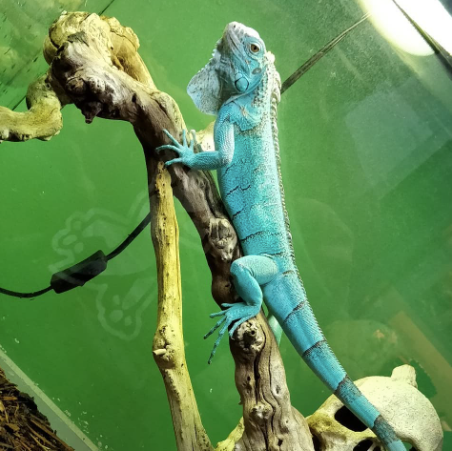 miami blue iguana for sale miami blue iguana for sale