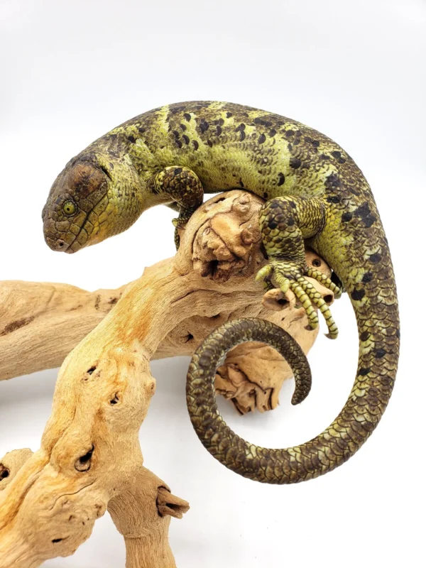 monkey tail skink for sale monkey tail skink for sale