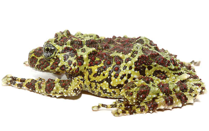 mossy tree frog for sale mossy tree frog for sale