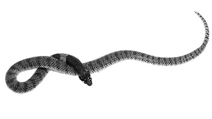 namibian coral cobra for sale namibian coral cobra for sale